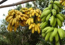 Qual a melhor opção para a saúde: banana verde ou madura?