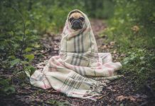 Cães e gatos também sofrem com o tempo seco