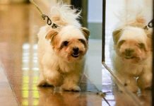 O Monte Carmo Shopping se torna Pet Friendly