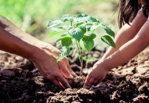 A cada nascimento, uma árvore será plantada em Betim