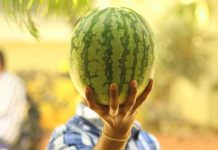 Aprenda a escolher melancia na feira