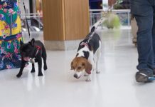 “Cãolônia de Férias”será promovida pelo Partage Shopping