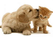 Saiba mitos e verdades sobre a castração de cães e gatos