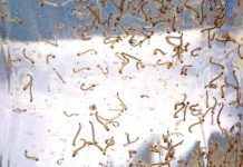 Denuncie focos do mosquito ou solicite uma visita dos Agentes de Combate a Endemias