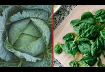 Couve ou espinafre: qual o vegetal mais saudável?