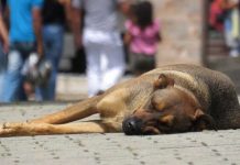 Brasil poderá ter Disque Denúncia para maus tratos contra animais