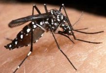 Confirmadas duas mortes por dengue em Minas Gerais, uma em Betim