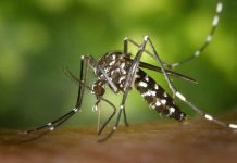 Cuidado com as receitas caseiras contra a dengue