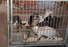 Parque de Exposições de Betim recebe Feira de Cães e Gatos