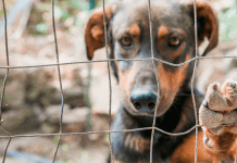Mutirão gratuito de castração de animais em Betim segue até junho