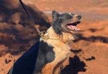 Morre Thor, cão que atuou em diversas ocorrências de destaque tais como o rompimento de barragem de Mariana