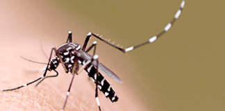 Dengue, chikungunya e zika: quando procurar ajuda?