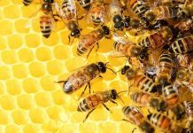 Saiba mais sobre o própolis verde, muito produzido em Minas Gerais