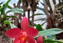 Feira de Orquídeas beneficente ocorre na praça Milton Campos, em Betim