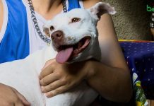 Saiba como adotar um animal em Betim