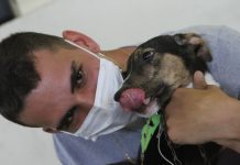 Domingo é dia de feira de adoção de cães e gatos em Betim