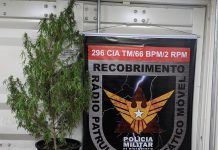 Adolescente é apreendido com pé de maconha em Betim