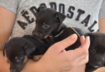 Betim promove três sábados de adoção de cães e gatos em abril