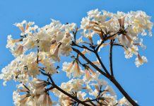 Primavera começa com dias quentes; veja a previsão para esta semana em Betim e região