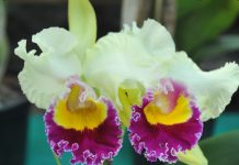 Betim promove 7ª Mostra de Orquídeas