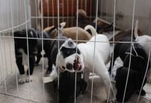 Betim realiza feira de adoção de cães e gatos neste sábado