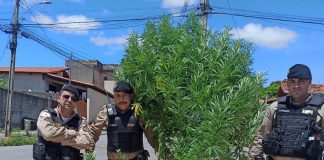 Polícia apreende pé de maconha com 2 metros de altura em Betim