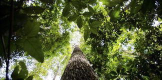 Amazônia Legal: desmatamento cai 61% em janeiro