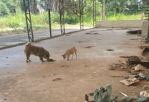 Prefeitura de Betim resgata animais vítimas de maus-tratos
