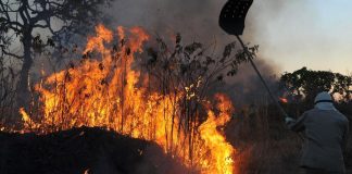 Amazônia concentra 90% da área com focos de incêndio no 1º bimestre