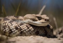 Testes apontam que veneno da cobra cascavel pode ajudar no tratamento contra câncer