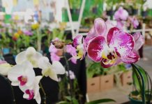 Mercado Central de Betim recebe 18ª Mostra de Orquídeas