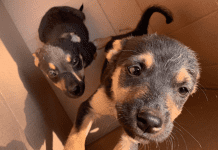 Evento promove adoção de cães e gatos neste sábado (10/8)