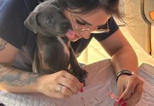 Minas amplia alcance de atendimento a cães e gatos
