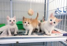 Prefeitura promove adoção de cães e gatos neste sábado (19/10)