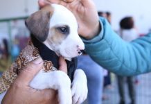 Prefeitura, Colégio Santa Maria e PUC Minas realizam evento de adoção de animais