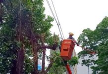 Cemig realiza 300 Mil podas preventivas com apoio da tecnologia