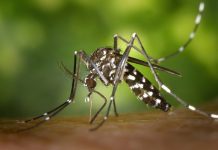 Dengue: sorotipo 3 volta a circular no país e preocupa autoridades