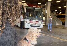 Governo regulamenta transporte de cães e gatos de pequeno porte em ônibus intermunicipais