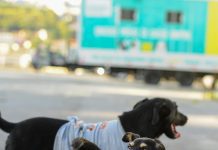 Prefeitura realiza nova edição do Dia de Adoção de Cães e Gatos neste sábado (16)