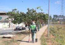 Parque Goiabinha recebe plantio de 120 mudas de ipê-roxo