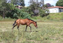 Prefeitura de Betim convoca tutores para cadastro de equídeos