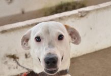 Prefeitura de Betim promove Dia de Adoção de cães e gatos neste sábado (27)