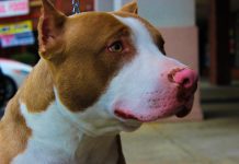 Adoção especial de Pitbulls será promovida pela Sepa neste sábado (6)