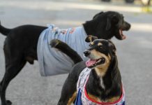 Feira de adoção em Betim oferece cerca de 20 pets à espera de um novo lar neste sábado (21/3)