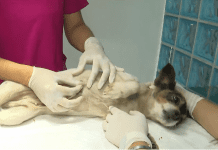 Prefeitura integra o Outubro Rosa Pet para conscientizar tutores sobre o câncer de mama em animais