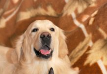Prefeitura alerta para a prevenção e diagnóstico precoce do câncer de mama em pets