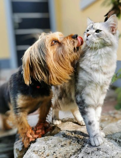 cão e gato3