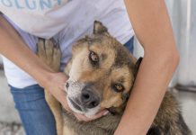 Evento de adoção de cães será realizado no Mart Minas em Betim no dia 06/02