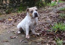 Betim realiza evento especial de adoção de cães neste sábado (28/3)