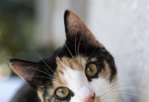 Betim realiza feira de adoção de gatos neste sábado com cerca de 15 animais disponíveis